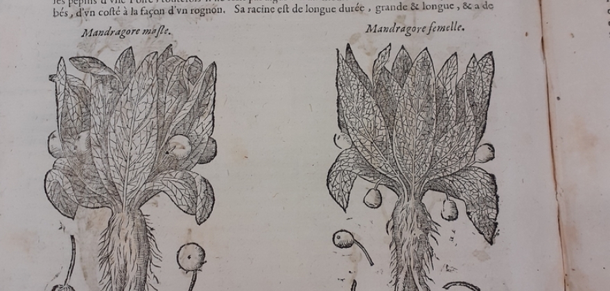 Un fruit exotique de saison dans un ouvrage de botanique du 17e siècle