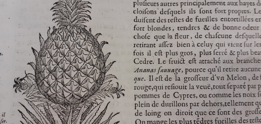Un fruit exotique de saison dans un ouvrage de botanique du 17e siècle