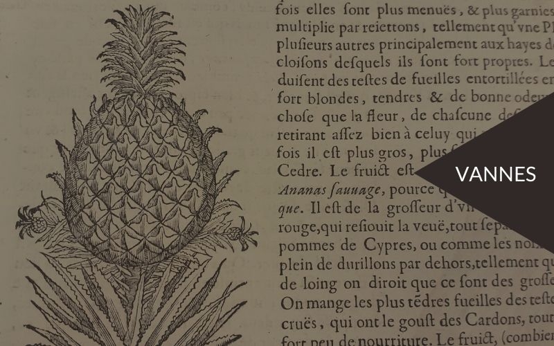 PATRIMOINE : Un fruit exotique de saison dans un ouvrage de botanique du 17e siècle